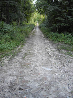 La forêt de Chantilly (à Luzarches)